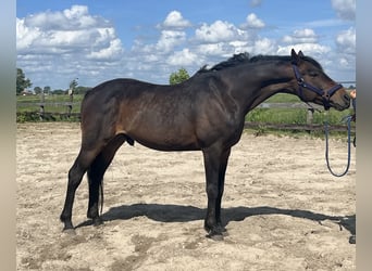 Sonstige Rassen, Wallach, 4 Jahre, 155 cm, Dunkelbrauner