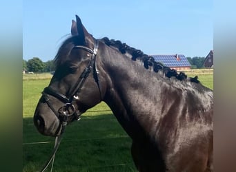 Sonstige Rassen, Wallach, 4 Jahre, 155 cm, Rappe
