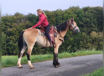 Sonstige Rassen, Wallach, 4 Jahre, 157 cm, Falbe
