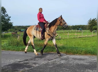 Sonstige Rassen, Wallach, 4 Jahre, 157 cm, Falbe