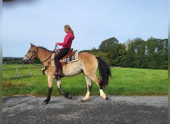 Sonstige Rassen, Wallach, 4 Jahre, 157 cm, Falbe