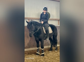 Sonstige Rassen, Wallach, 4 Jahre, 159 cm, Rappe