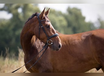 Sonstige Rassen Mix, Wallach, 4 Jahre, 160 cm, Dunkelbrauner