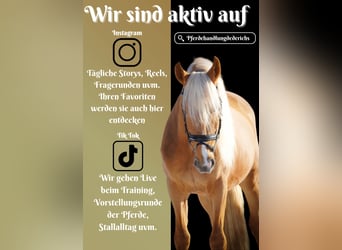 Sonstige Rassen, Wallach, 4 Jahre, 160 cm, Palomino