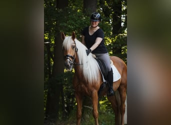 Sonstige Rassen, Wallach, 4 Jahre, 160 cm, Palomino