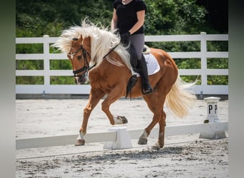 Sonstige Rassen, Wallach, 4 Jahre, 160 cm, Palomino