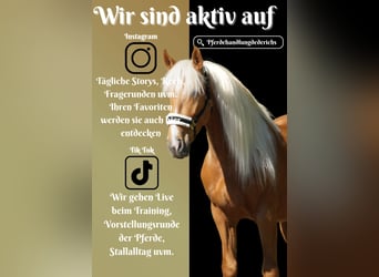 Sonstige Rassen, Wallach, 4 Jahre, 160 cm, Palomino