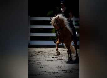 Sonstige Rassen, Wallach, 4 Jahre, 160 cm, Palomino