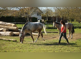 Sonstige Rassen, Wallach, 4 Jahre, 160 cm