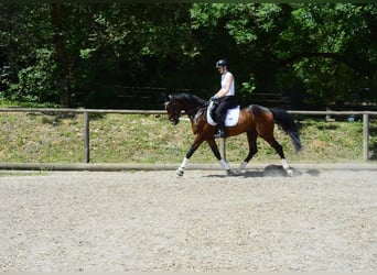 Sonstige Rassen, Wallach, 4 Jahre, 162 cm, Brauner