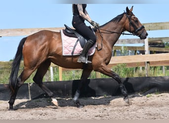 Sonstige Rassen, Wallach, 4 Jahre, 162 cm, Dunkelbrauner