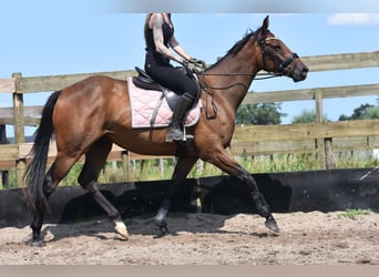 Sonstige Rassen, Wallach, 4 Jahre, 162 cm, Dunkelbrauner