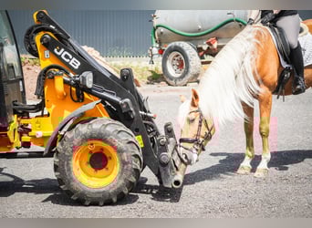 Sonstige Rassen, Wallach, 4 Jahre, 162 cm, Palomino