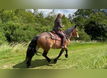 Sonstige Rassen, Wallach, 4 Jahre, 163 cm, Brauner