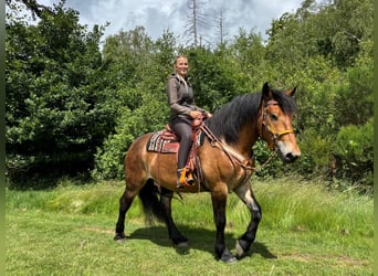 Sonstige Rassen, Wallach, 4 Jahre, 163 cm, Brauner