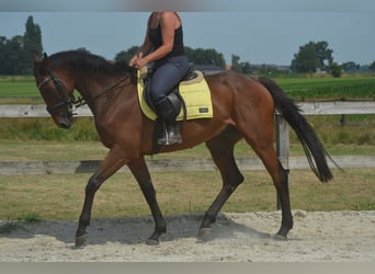 Sonstige Rassen, Wallach, 4 Jahre, 164 cm, Brauner