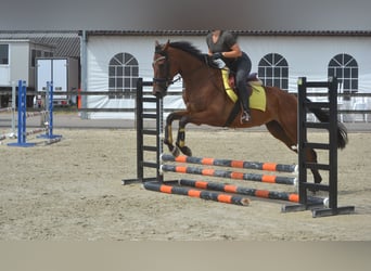 Sonstige Rassen, Wallach, 4 Jahre, 164 cm, Brauner