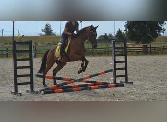 Sonstige Rassen, Wallach, 4 Jahre, 164 cm, Brauner