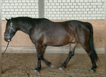 Sonstige Rassen Mix, Wallach, 4 Jahre, 164 cm, Dunkelbrauner