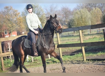 Sonstige Rassen, Wallach, 4 Jahre, 165 cm, Brauner