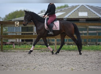 Sonstige Rassen, Wallach, 4 Jahre, 165 cm, Dunkelbrauner