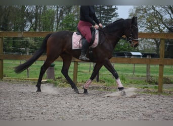 Sonstige Rassen, Wallach, 4 Jahre, 165 cm, Dunkelbrauner