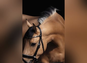 Sonstige Rassen, Wallach, 4 Jahre, 165 cm, Falbe