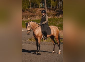 Sonstige Rassen, Wallach, 4 Jahre, 165 cm, Falbe