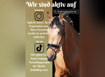 Sonstige Rassen, Wallach, 4 Jahre, 165 cm, Falbe