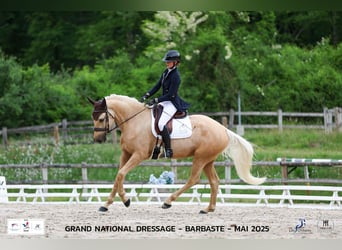 Sonstige Rassen, Wallach, 4 Jahre, 170 cm, Palomino