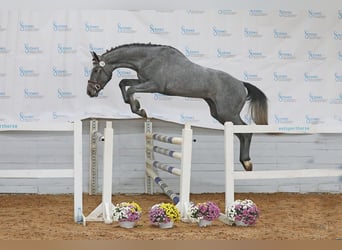 Sonstige Rassen, Wallach, 4 Jahre, 170 cm, Schimmel