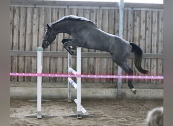 Sonstige Rassen, Wallach, 4 Jahre, 170 cm, Schimmel