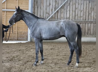 Sonstige Rassen, Wallach, 4 Jahre, 170 cm, Schimmel
