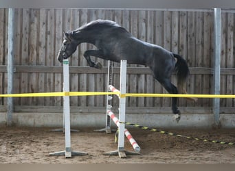 Sonstige Rassen, Wallach, 4 Jahre, 170 cm, Schimmel