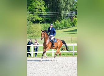 Sonstige Rassen, Wallach, 4 Jahre, 172 cm, Rotbrauner