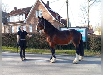 Sonstige Rassen, Wallach, 4 Jahre, 173 cm, Dunkelbrauner