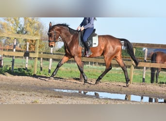 Sonstige Rassen, Wallach, 4 Jahre, 175 cm, Brauner