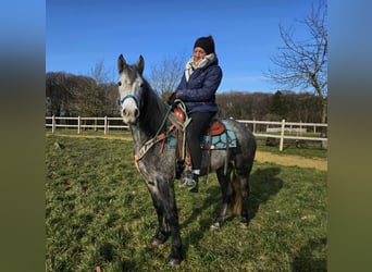 Sonstige Rassen, Wallach, 4 Jahre, Apfelschimmel