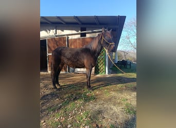 Sonstige Rassen, Wallach, 4 Jahre, Dunkelbrauner