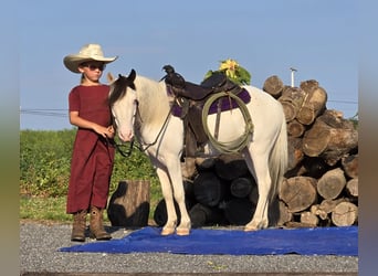 Sonstige Rassen, Wallach, 5 Jahre, 102 cm, Schecke
