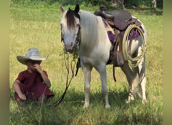 Sonstige Rassen, Wallach, 5 Jahre, 102 cm, Schecke
