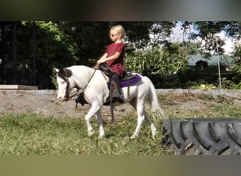Sonstige Rassen, Wallach, 5 Jahre, 102 cm, Schecke