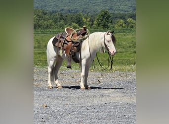 Sonstige Rassen, Wallach, 5 Jahre, 102 cm, Schecke