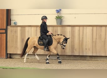 Sonstige Rassen, Wallach, 5 Jahre, 116 cm