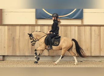 Sonstige Rassen, Wallach, 5 Jahre, 116 cm