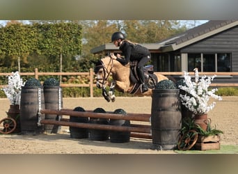 Sonstige Rassen, Wallach, 5 Jahre, 116 cm