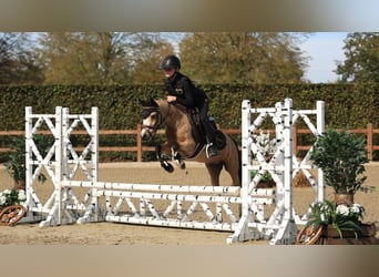 Sonstige Rassen, Wallach, 5 Jahre, 116 cm