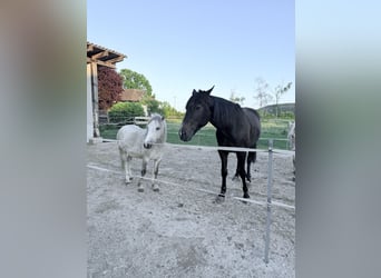 Sonstige Rassen, Wallach, 5 Jahre, 118 cm, Schimmel