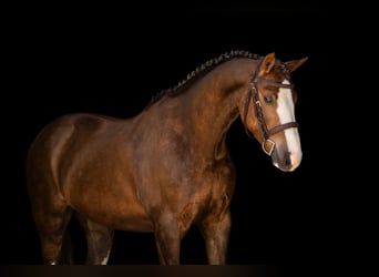 Sonstige Rassen, Wallach, 5 Jahre, 127 cm, Fuchs