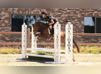 Sonstige Rassen, Wallach, 5 Jahre, 127 cm, Fuchs
